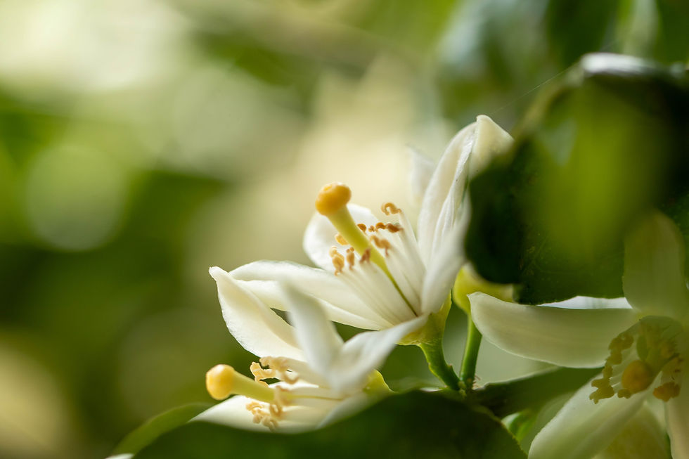 ミカンの花