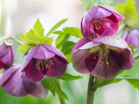 クリスマスローズ