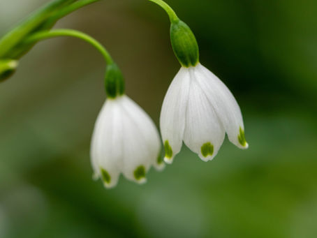 スノーフレーク