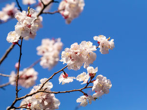 アンズの花が満開です