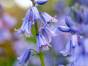 シラーカンパニュラータ