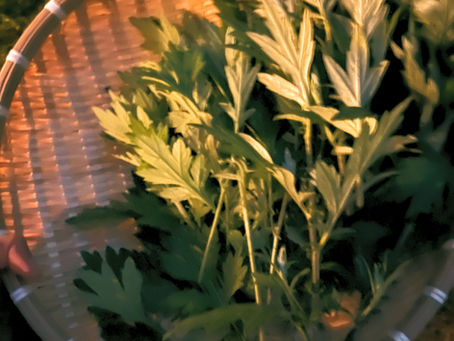 Meeting Yomogi (Japanese Mugwort) - part 1