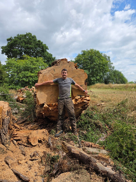 Cedar removal Llantilio Crossenny