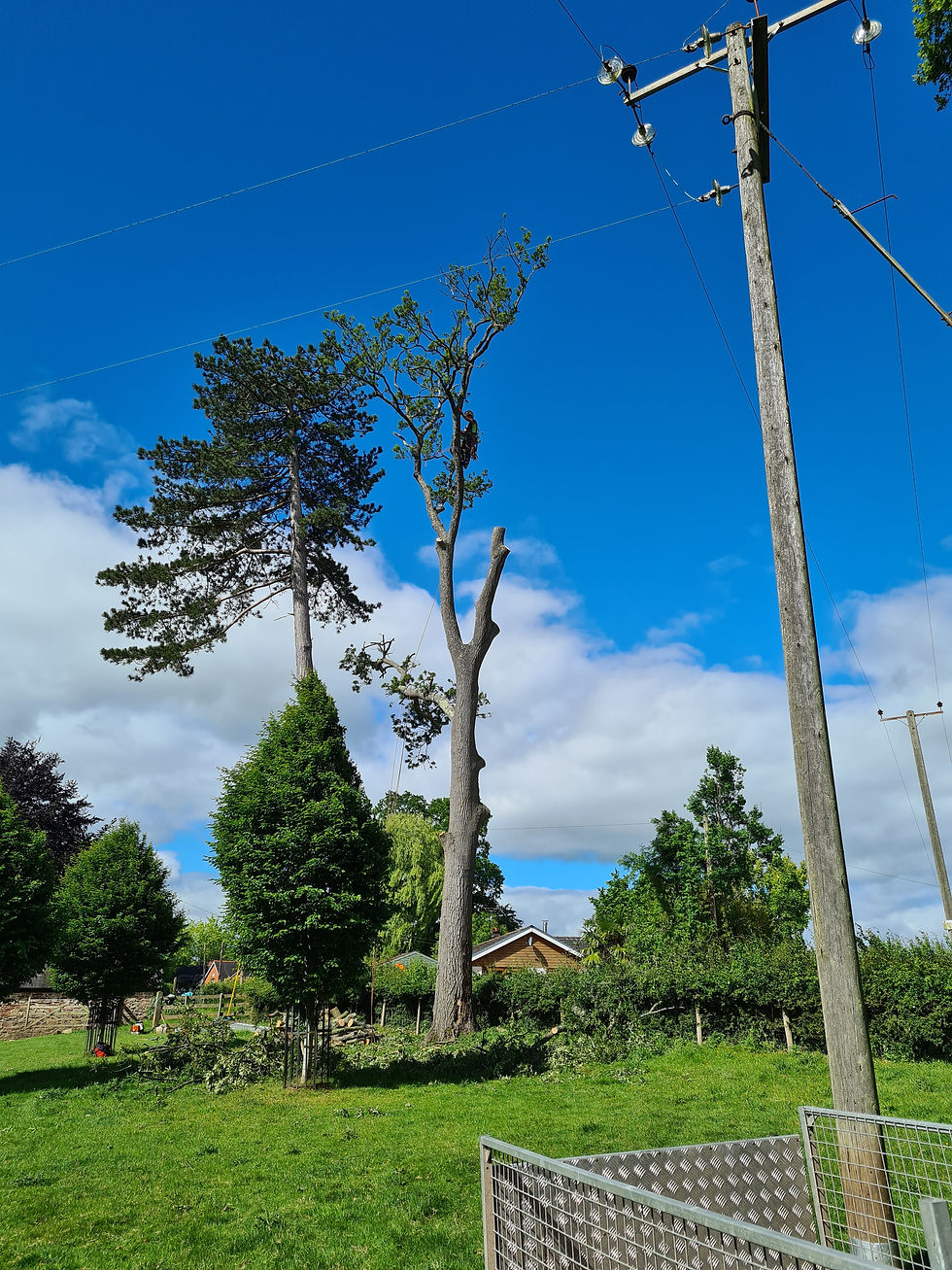 Oak Penrhos