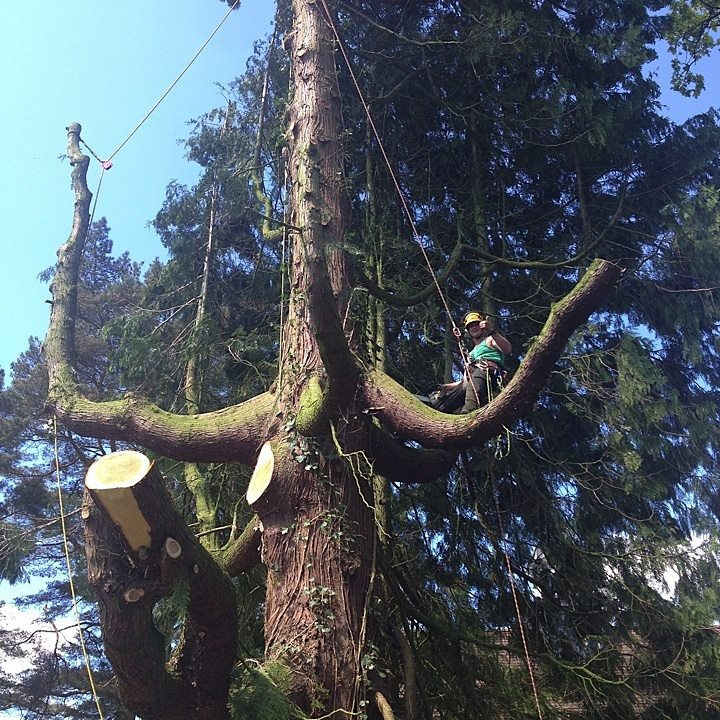 Red Cedar dismantle