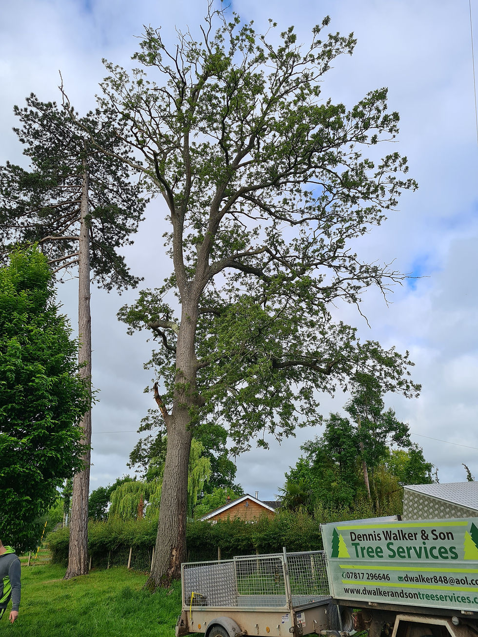 Oak Tree Penrhos