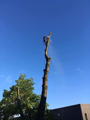 Tree surgery Monmouth