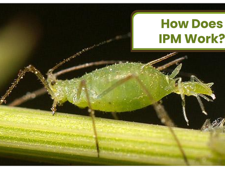 How Does IPM Work?