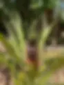 Jozani Forest, Spice Farm & Stone Town