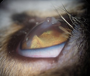 ophtovet-méditerranée_vétérinaire-spécialiste-pour-chat