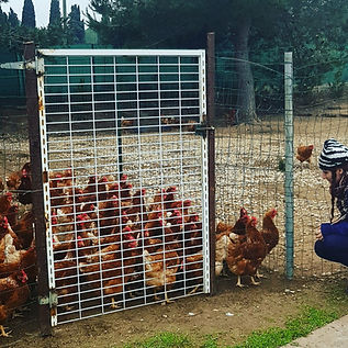 Nos poules - direct producteur