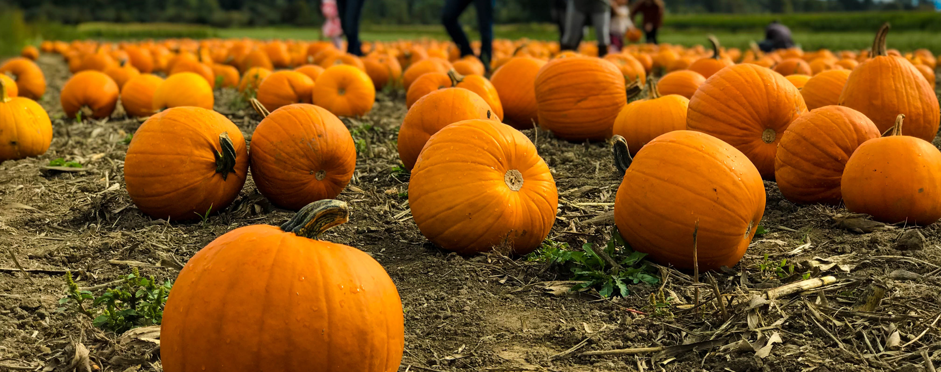 Pumpkin Patch Header.png