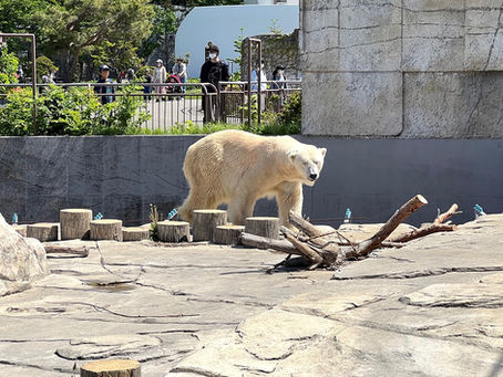 お天気に恵まれた円山動物園