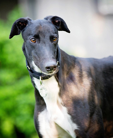 greyhound pic.jpg