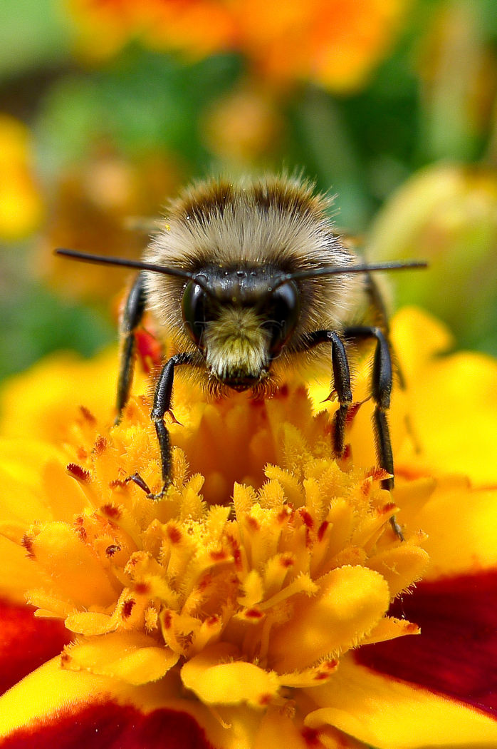 Buzz Off This is my flower