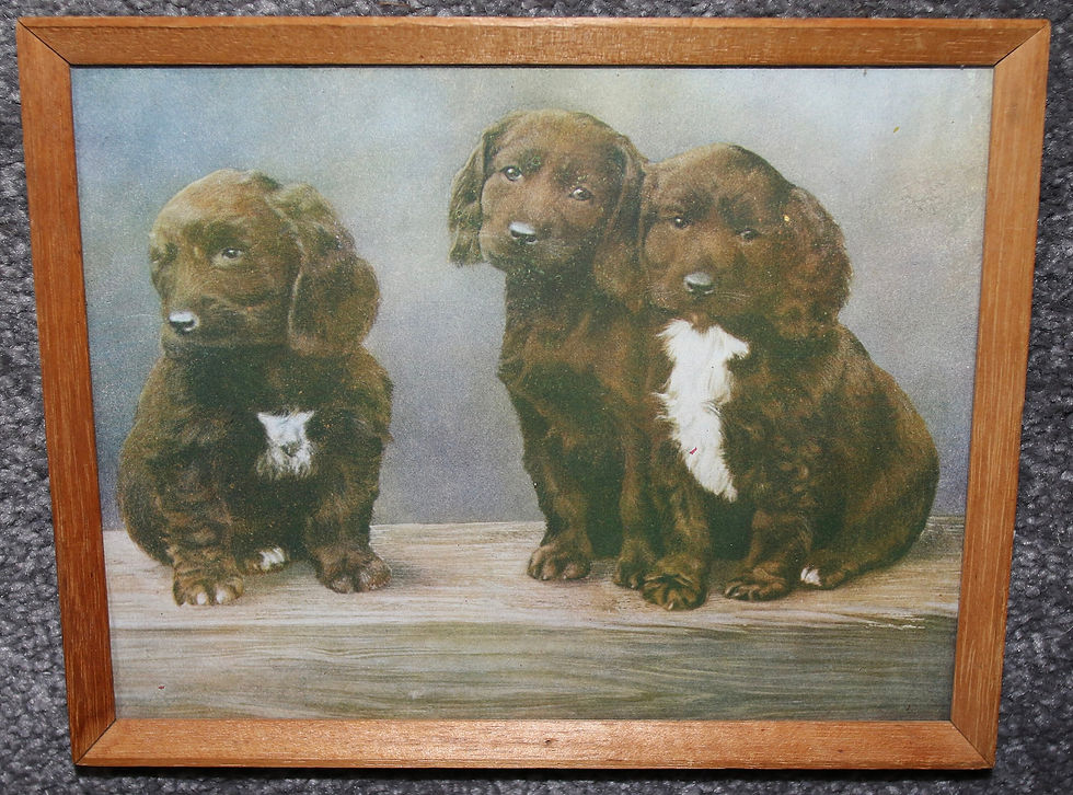 Preloved Puppy Picture