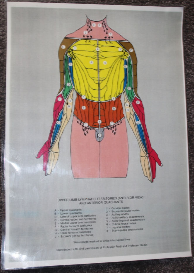 Miniatura: Preloved Set of Four Lymphatic Territories and Quadrants Medical Charts