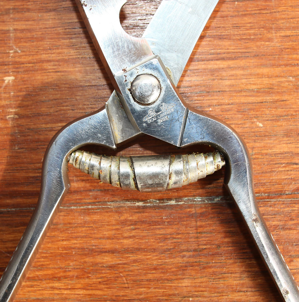 Miniatura: Preloved Zwei Ochsen 2239 Inox Poultry Scissors, Poultry Shears, in original box