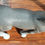 Miniatura: Preloved Schleich Trakehner Foal Horse