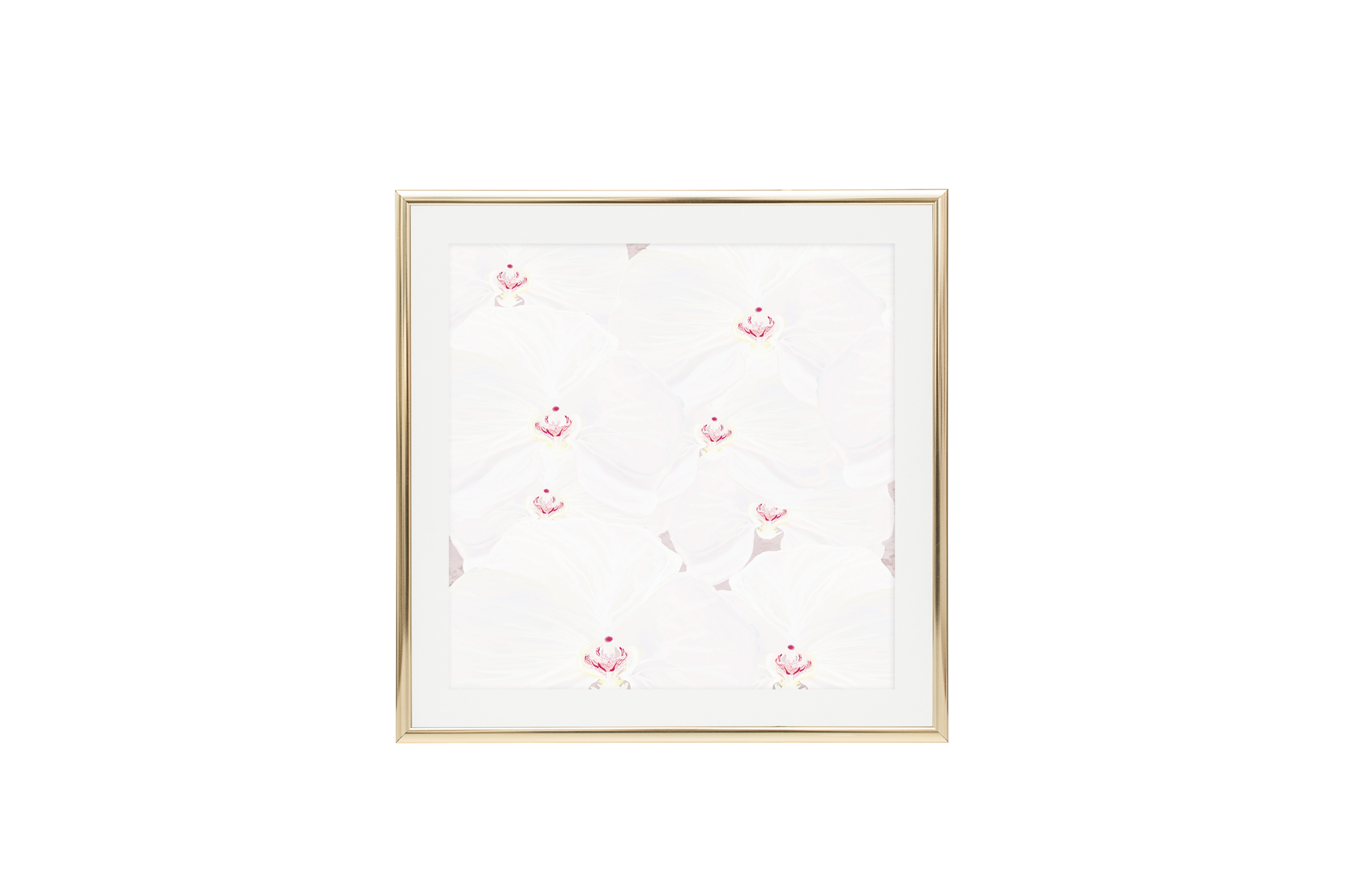 WHITE AND PINK ORCHID PAINTING