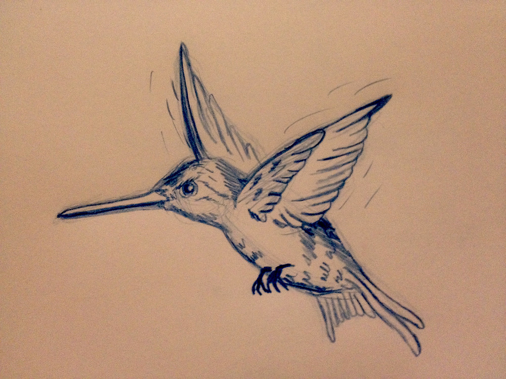 hummingbird.jpeg