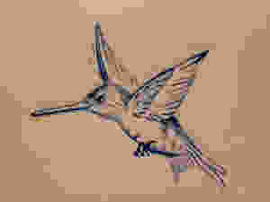 hummingbird.jpeg