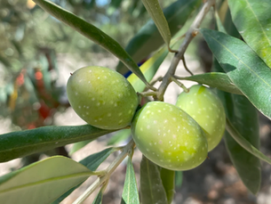 ANATOLiVAR - Anadolu’da Zeytin Üreticisi Toplulukların Güçlendirilmesi