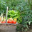 Miniature : ATELIER PERMACULTURE  BIO - Apprendre à faire un potager Bio (Abonnement 1 mois)