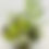 Thumbnail: Ivory Whisper