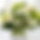 Thumbnail: Ivory Whisper