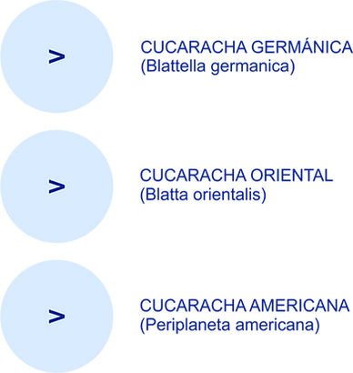 TIPOS DE CUCARACHAS.png