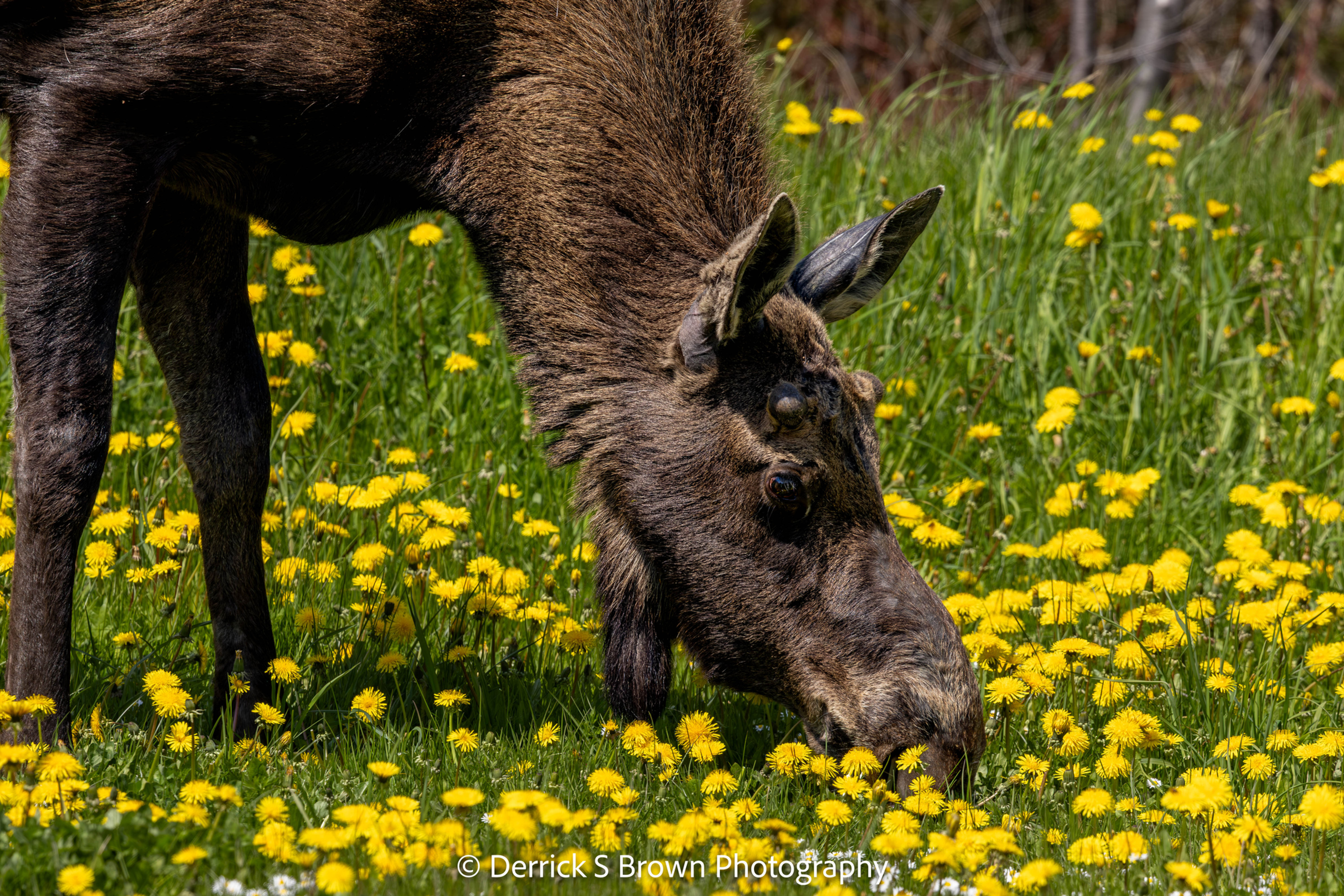 NL Moose CB dandelion dinner