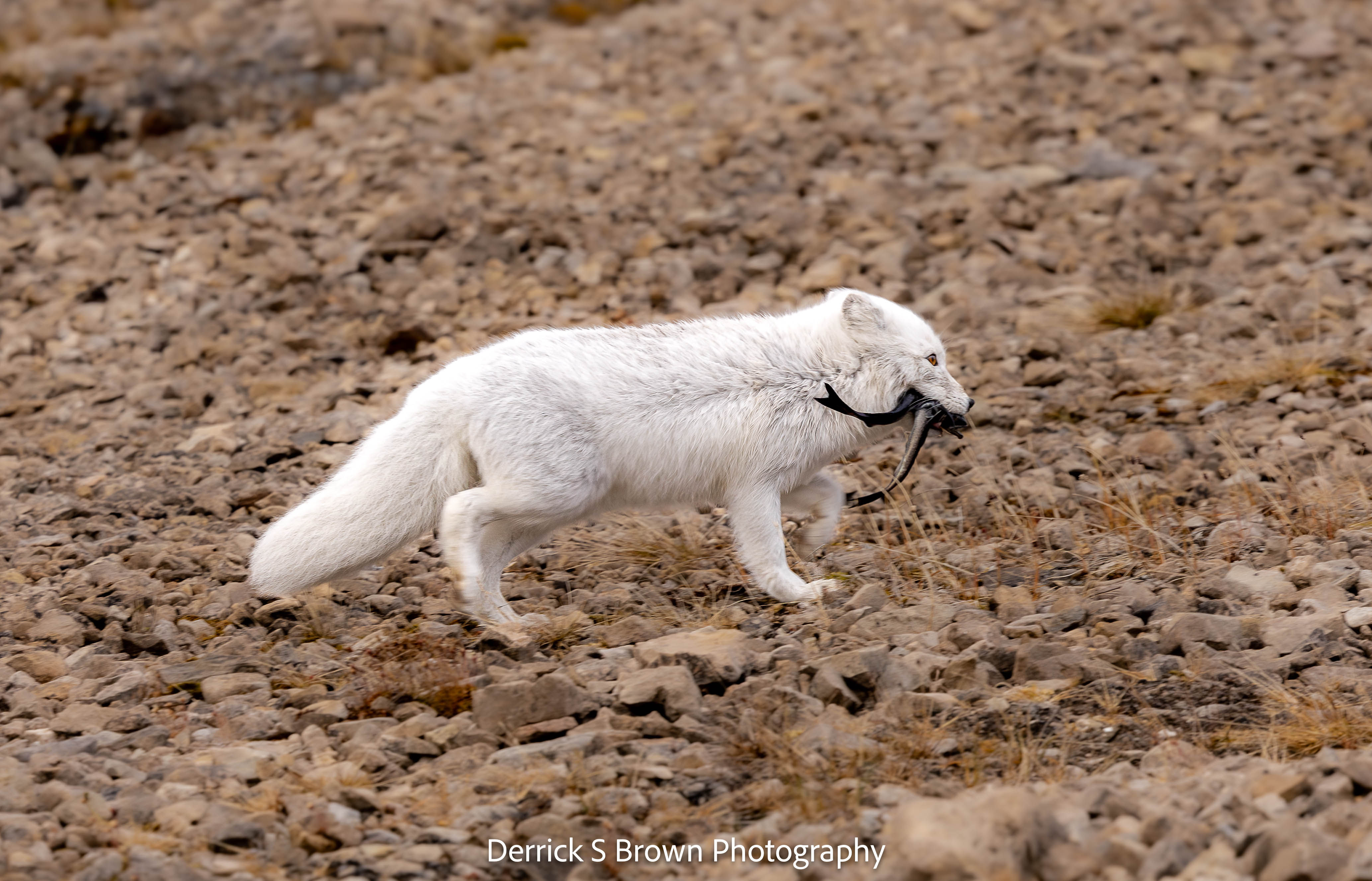 Arctic Fox Arctic Cod