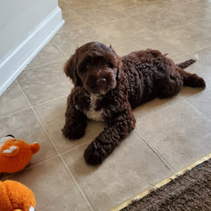 Chris puppy 1.jpeg