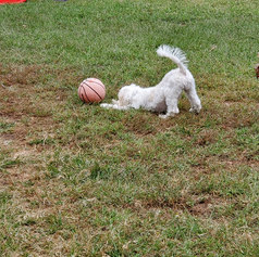 Chris puppy 5.jpeg