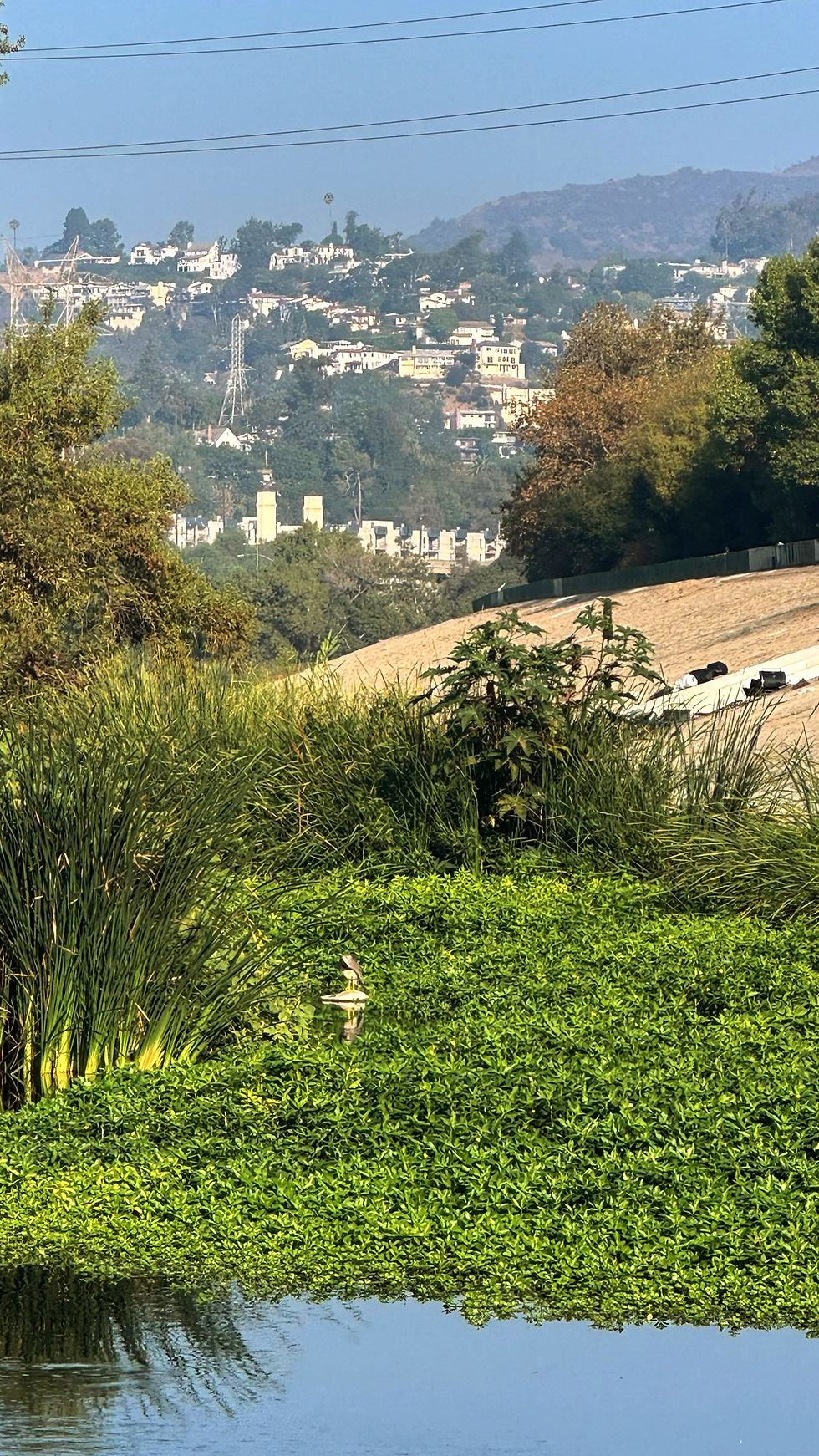 A night heron sits among the in-stream vegetation in the Glendale Narrows with houses on the hills behind.