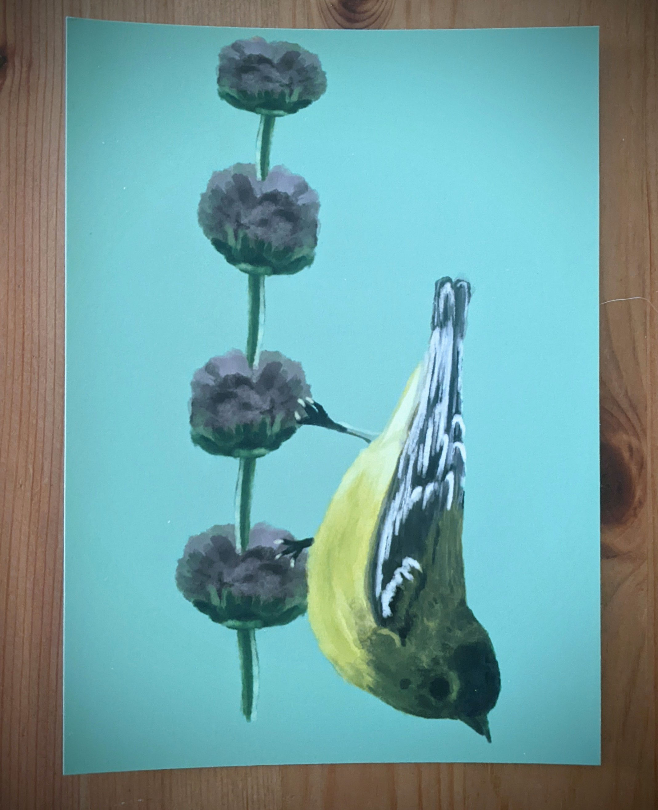 Lesser Goldfinch On Sage Giclee Print