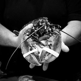 Fresh lobster held at Finest of Fish, the independent Derbyshire fishmonger championing quality seafood and traditional craft.