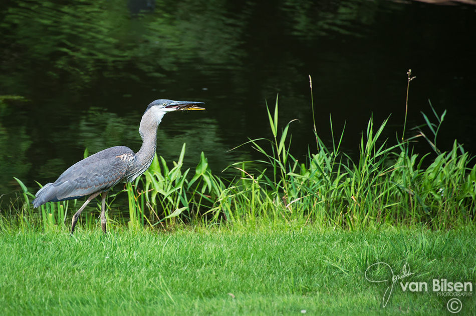 Birds of Scugog - 003 - ©Jonathan van Bilsen