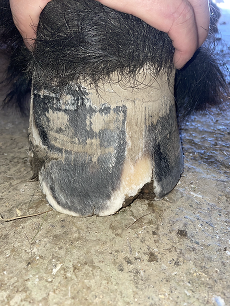 Abscess Club Foot Treatment Hoofphysics Preventive Hoof Care United States Abscess Club Foot Treatment Hoofphysics Preventive Hoof Care United States