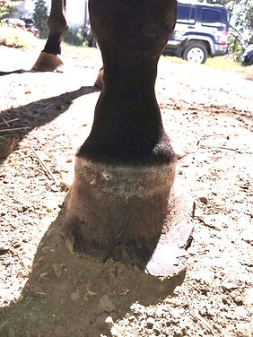 cracked hoof wall left front hoof