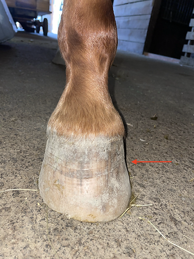 arrow shows demarcation line, new hoof growth vs old leverage