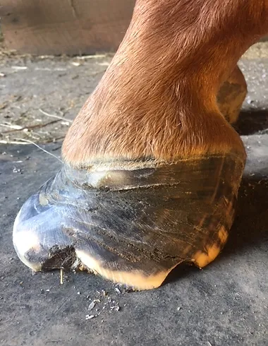 Abscess Club Foot Treatment Hoofphysics Preventive Hoof Care United States Abscess Club Foot Treatment Hoofphysics Preventive Hoof Care United States