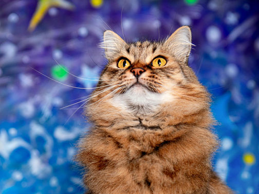 FREAKY FLASH FRIDAY: Planet of Cats by Mu Hai