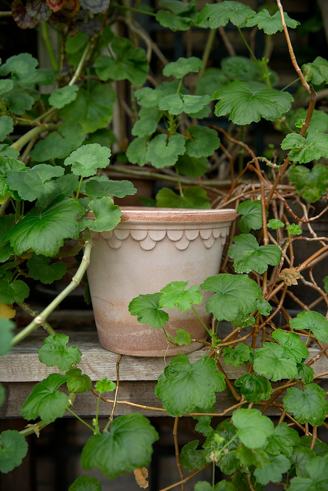 Copenhagen Terracotta Lage Pot