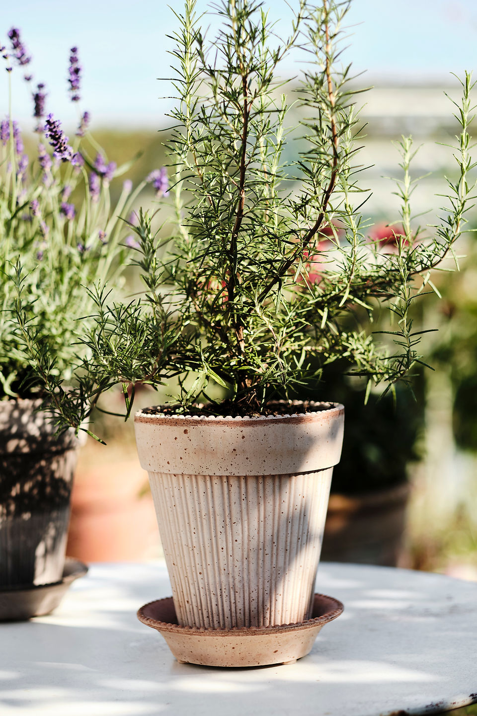 Simona Terracotta Pot - Rosa
