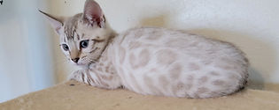 Seal lynx point bengal kitten snow white