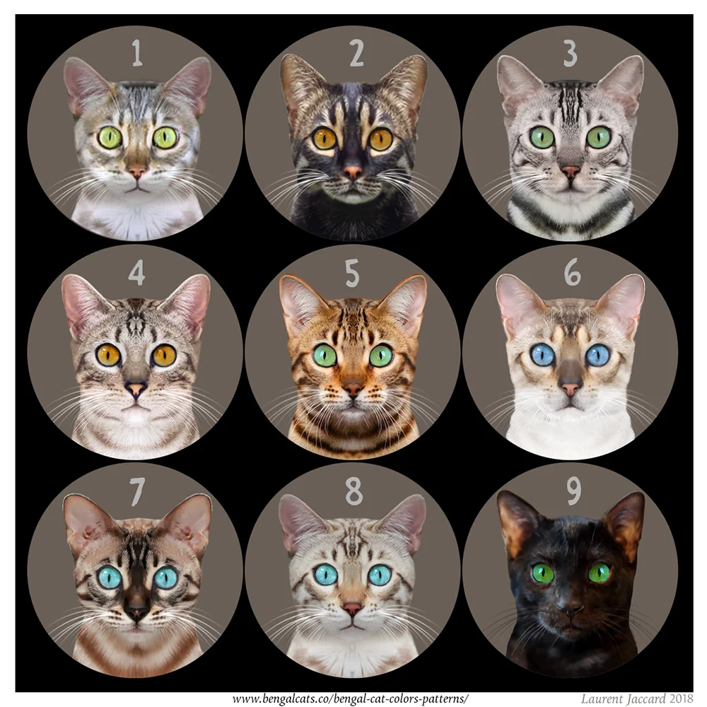 Bengal eye colors