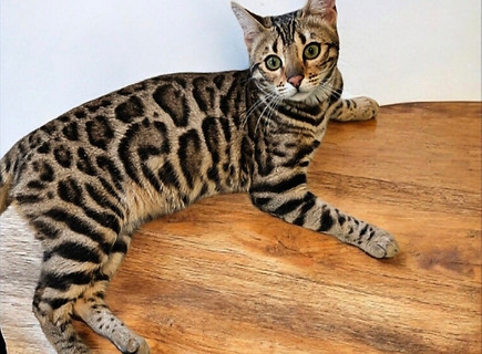 brown bengal female with large rosettes