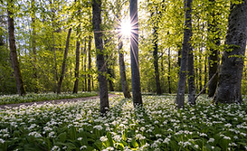 the smell of wild garlic_edited.jpg